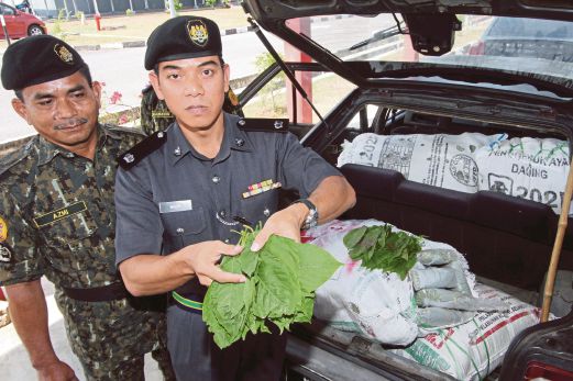  Syed Basri (kanan) menunjukkan daun ketum yang dirampas di Kem AKSEM Padang Besar, semalam.