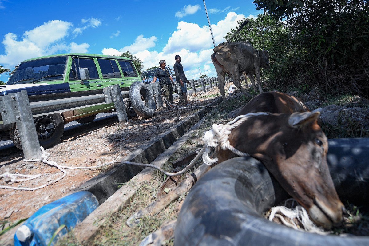 ANTARA lembu yang mati kerana lemah setelah meredah banjir yang melanda kandang lembu Tey di Batu 7, Segamat.