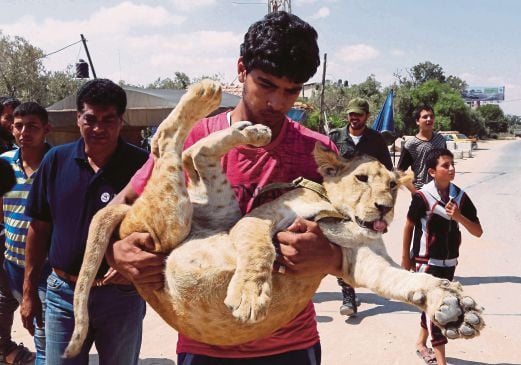 Ibrahim mendukung singa peliharaannya  Mona, sebelum melepaskan haiwan itu ke Jordan, Jumaat lalu.