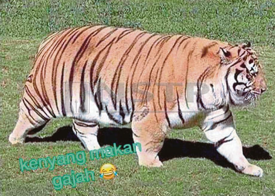 Download 810 Gambar Harimau Malaya Vs Gajah Putih Paling Bagus HD