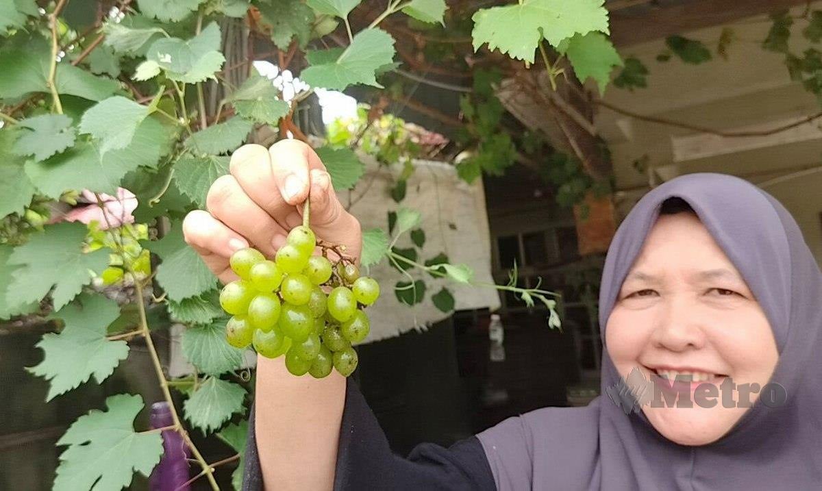 NORDIANA melihat buah anggur matang dan boleh dipetik di rumahnya di Taman Belimbing, Alor Setar. FOTO ZULIATY ZULKIFFLI