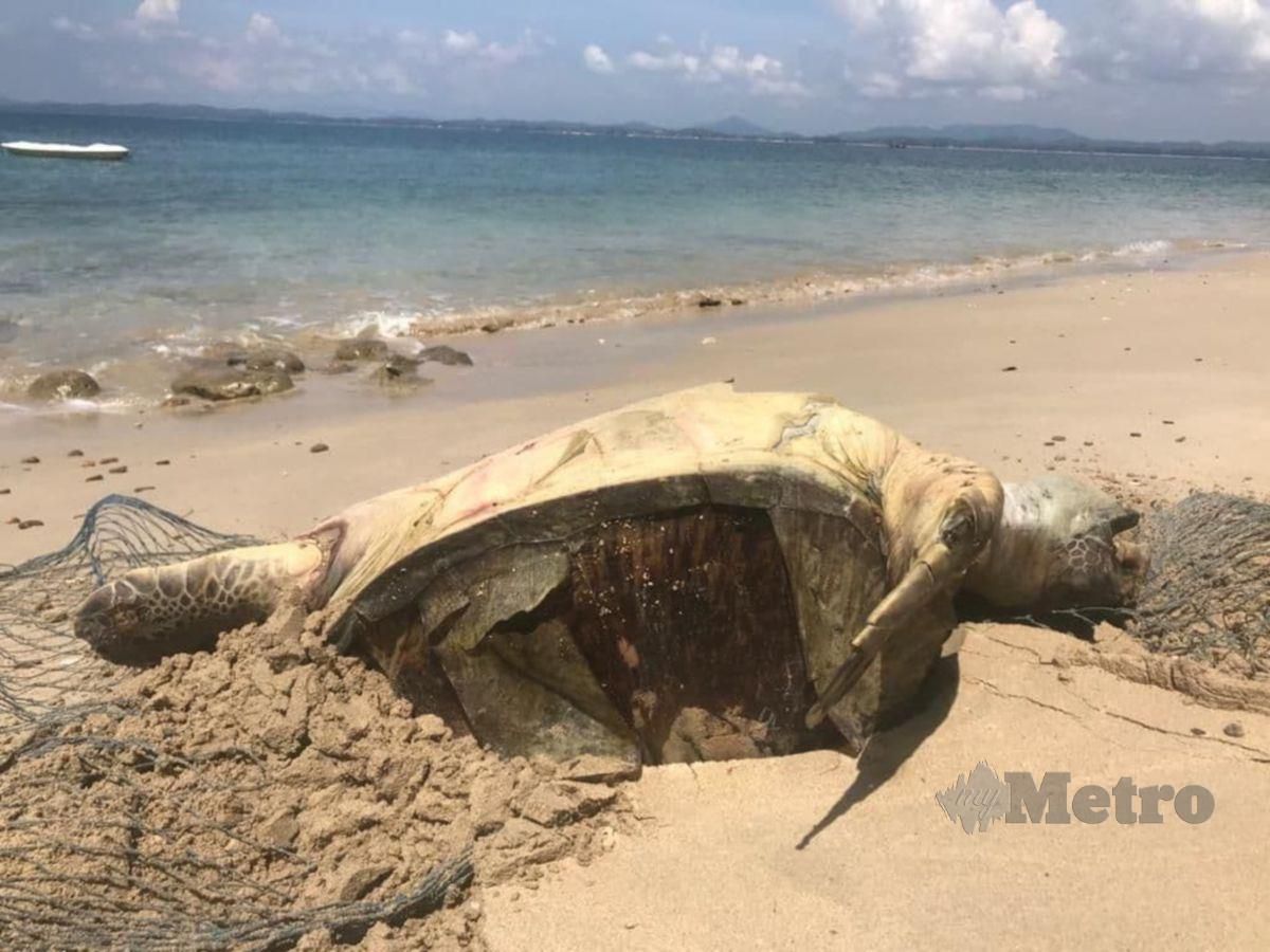 Bangkai penyu agar yang ditemui mati di Pantai Pulau Kapas. FOTO Ihsan RANI AWANG