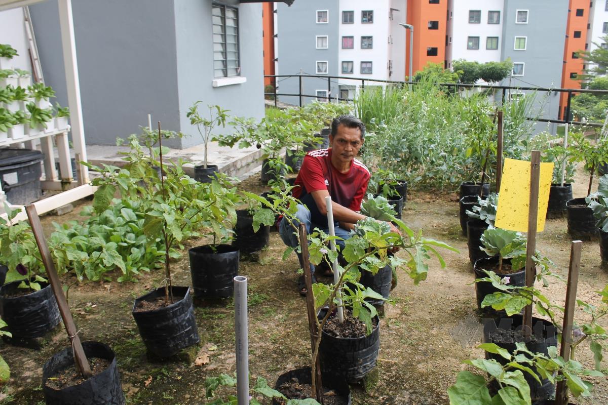 MOHD Kamil Abdullah menunjukkan sebahagian pokok sayuran yang ditanam di tapak projek kebun komuniti di PPR Senawang. FOTO MOHD AMIN JALIL.