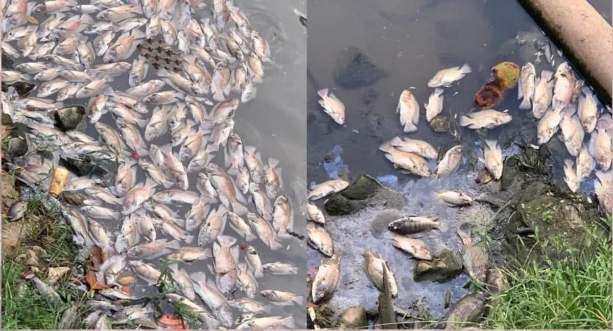 IKAN yang ditemui mati dalam Sungai Penchala. FOTO Kementerian Alam Sekitar dan Air