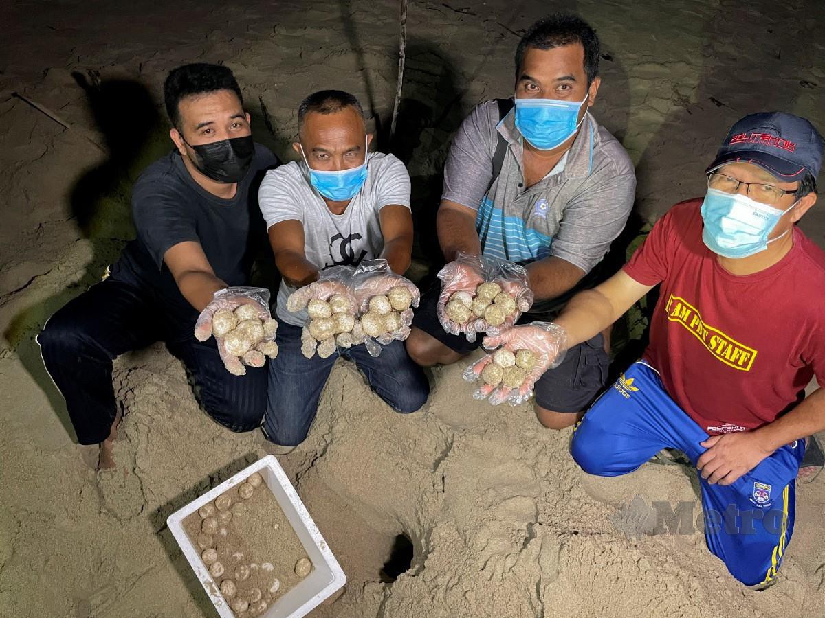 Aktivis pemuliharaan penyu Rani Awang, 56, (dua, kiri) bersama rakan-rakan menunjukkan telur penyu agar betina yang berjaya dikumpul  ketika ditemui di Pantai Batu Burok malam tadi. FOTO GHAZALI KORI