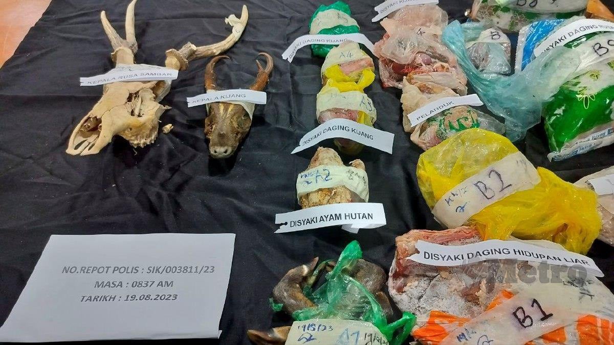 Sebahagian daging kijang, rusa dan pelanduk serta tanduk yang dirampas dalam serbuan oleh Perhilitan di Sik. FOTO ZULIATY ZULKIFFLI