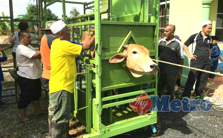 PENDUDUK Kampung Padang Kota menggunakan sangkar sembelihan mudah alih untuk memudahkan proses menumbang dan menyembelih lembu sempena Hari Raya Aidiladha . FOTO Hafizudin Mohd Safar