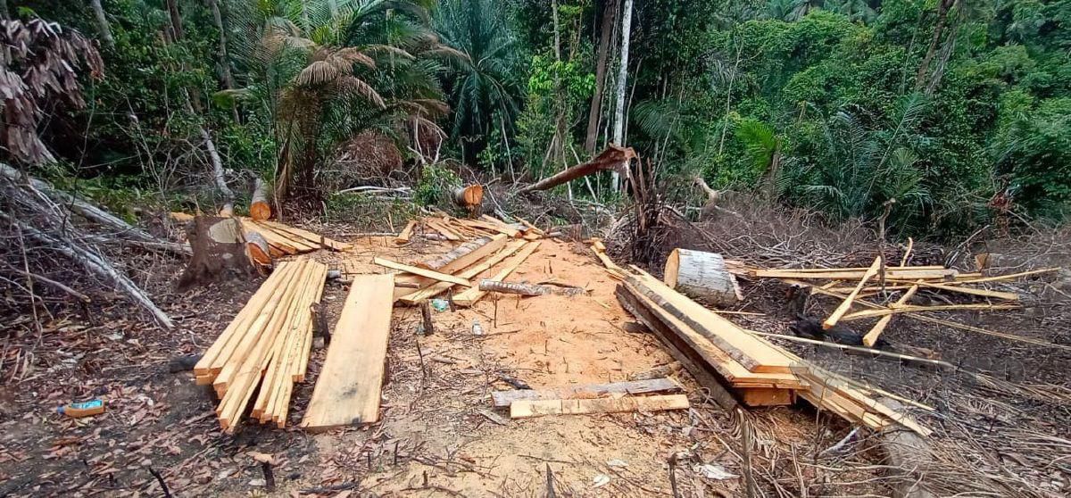 Antara kayu yang diproses dari pokok balak yang ditebang secara haram di Hutan Simpan Bukit Enggang, Sik. FOTO Ihsan JPNK