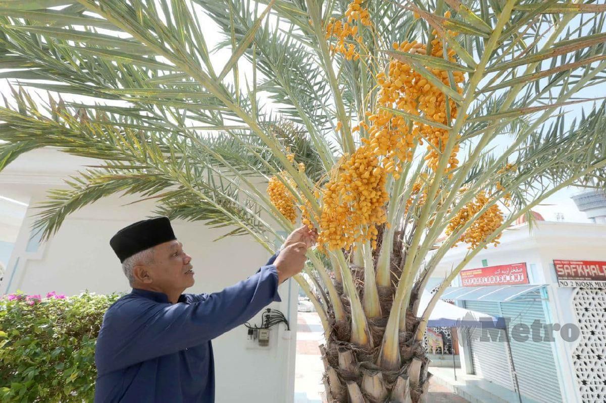 Zainulddin Lela memetik pokok kurma yang masak yang berbuah lebat diperkarangan Masjid Negeri Sultan Ahmad 1. FOTO MOHD RAFI MAMAT