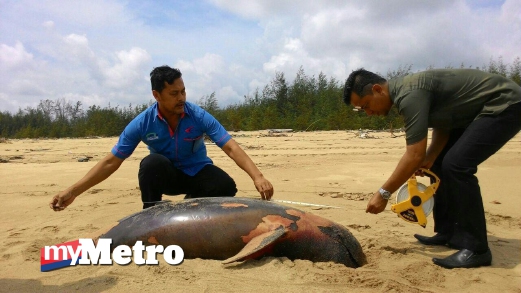 KAKITANGAN Pejabat Perikanan Rompin memeriksa bangkai ikan lumba-lumba yang ditemui terdampar. FOTO Zul Ikhwan Muhammad