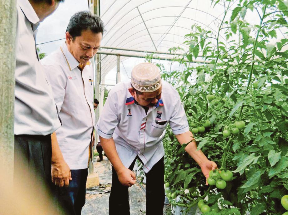 NOZULA meneliti tomato  dihasilkan peserta TKPM Lojing.