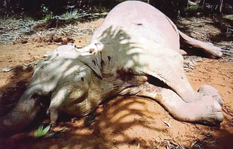 Gajah betina yang mati  ditembak di sebuah ladang kelapa sawit berhampiran Hutan Simpan Malua, Kinabatangan.
