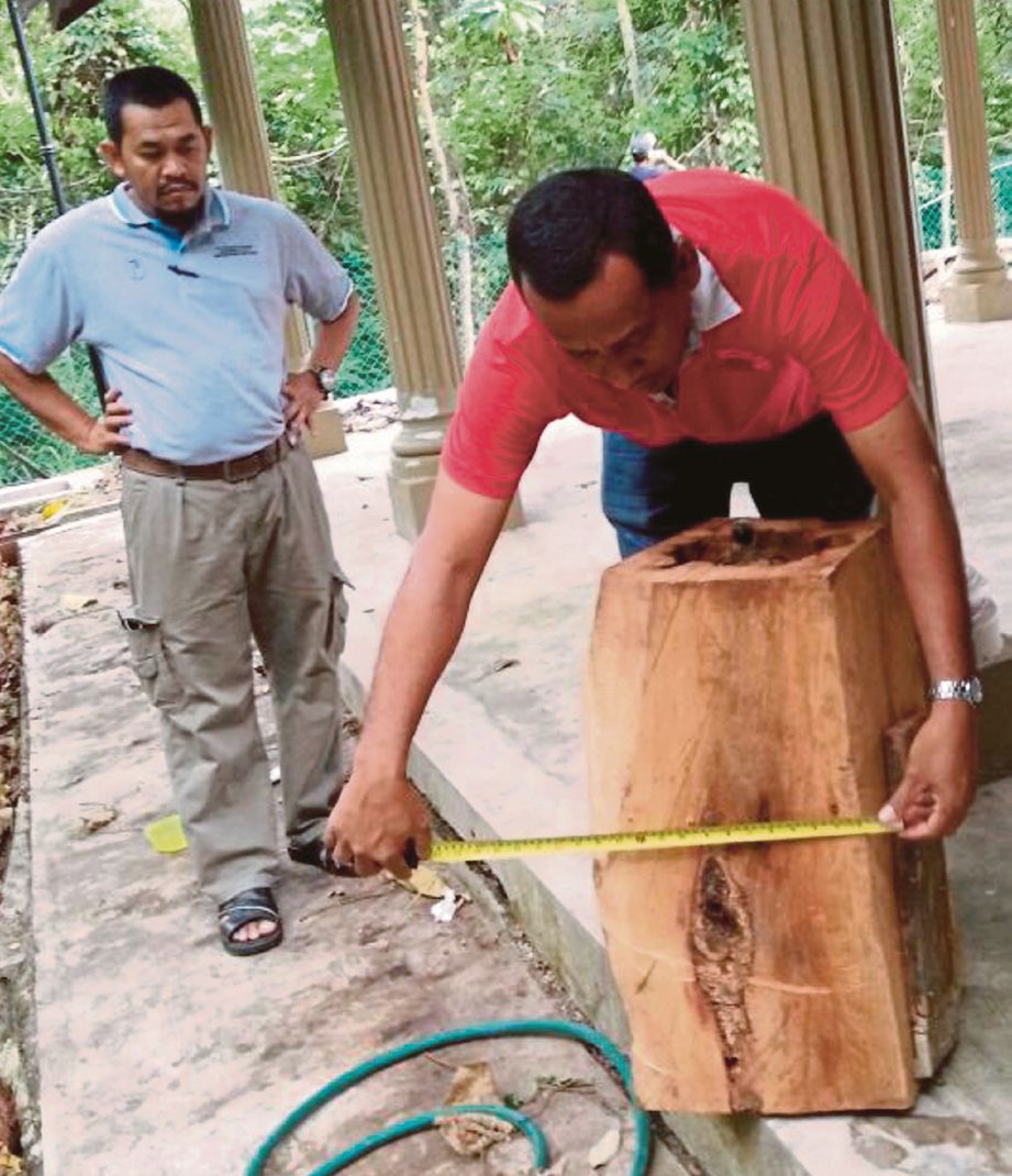 Anggota Unit Penguat Kuasa JPNP mengukur bongkah kayu   bersarang kelulut  yang dirampas.
