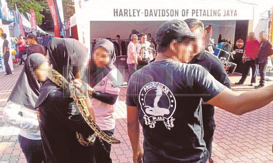 PEGAWAI PERHILITAN merampas ular yang digunakan untuk pertunjukan  tanpa permit oleh seorang lelaki di Ampang, Selangor.
