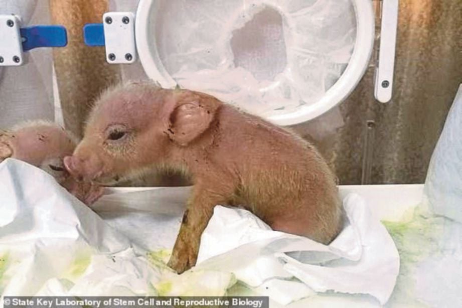 ANAK babi yang dikacukkan dengan DNA monyet. FOTO State Key Laboratory of Stem Cell and Reproductive Biology