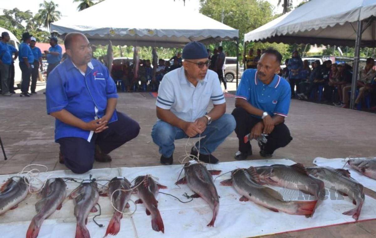 Ahli Parlimen Jerantut, Datuk Ahmad Nazlan Idris melihat ikan baung ekor merah yang berjaya  ditangkap nelayan sungai ketika  menutup program  'Moh Buru Baung Ekor Merah'  di Jerantut Feri Waterfront hari ini. FOTO ROSELAN AB MALEK