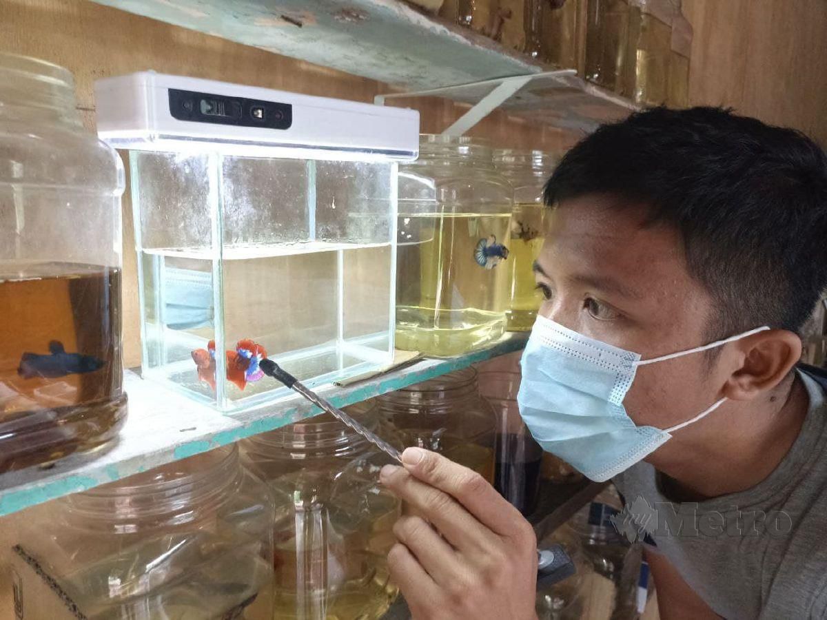 Ahmad Muazan menunjukkan ikan hiasan jenis  Avatar antara spesis berkualiti di rumah ikan miliknya di Kampung Pulau Sekati. FOTO ZAID SALIM