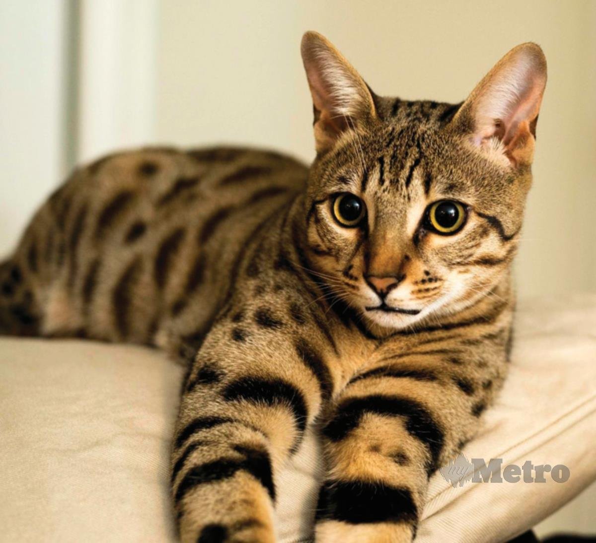 SAVANNAH menduduki tangga kedua sebagai kucing termahal di dunia.