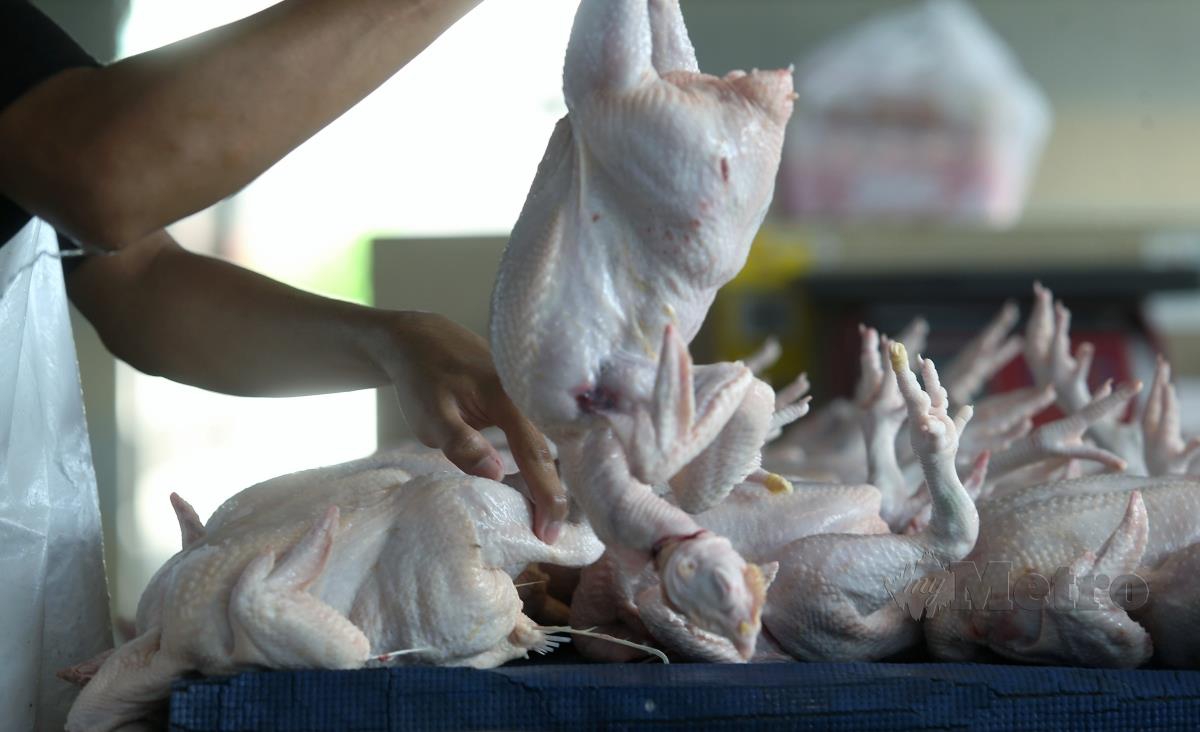 Tinjauan kenaikan harga ayam bersih di Pasar Besar Jalan Othman, Petaling Jaya. FOTO ROHANIS SHUKRI