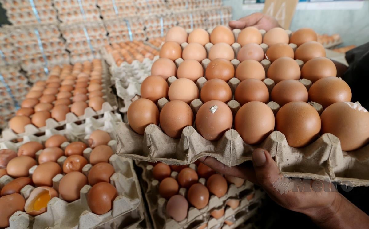 Tinjauan di sebuah premis mendapati harga telur naik di antara 30 hingga 50 sen bagi setiap gred untuk  telur 30 biji sejak tiga minggu lalu. FOTO NIK ABDULLAH NIK OMAR