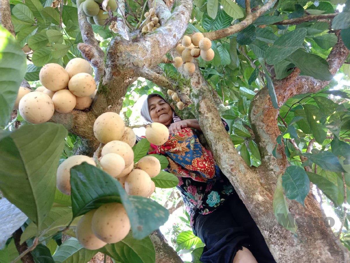 Minah Omar, 71, sedang memungut buah duku di atas pokok. FOTO NAZDY HARUN