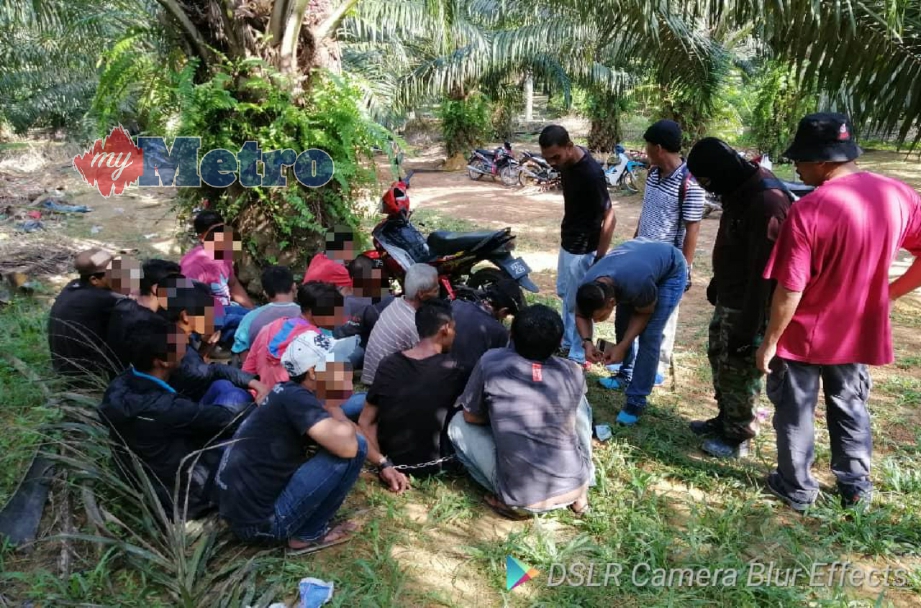 SERAMAI 16 penagih dadah termasuk seorang ‘tokan’ dadah ditahan dalam satu operasi AADK Kuala Muda di sebuah ladang kelapa sawit di Jalan Jeniang, Gurun. FOTO Ihsan AADK