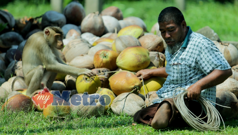 IBRAHIM Wan Abdul Rahman, 58, bersama beruk jantan yang banyak membantunya mengambil upah memetik kelapa dan buah-buahan. FOTO Fathil Asri
