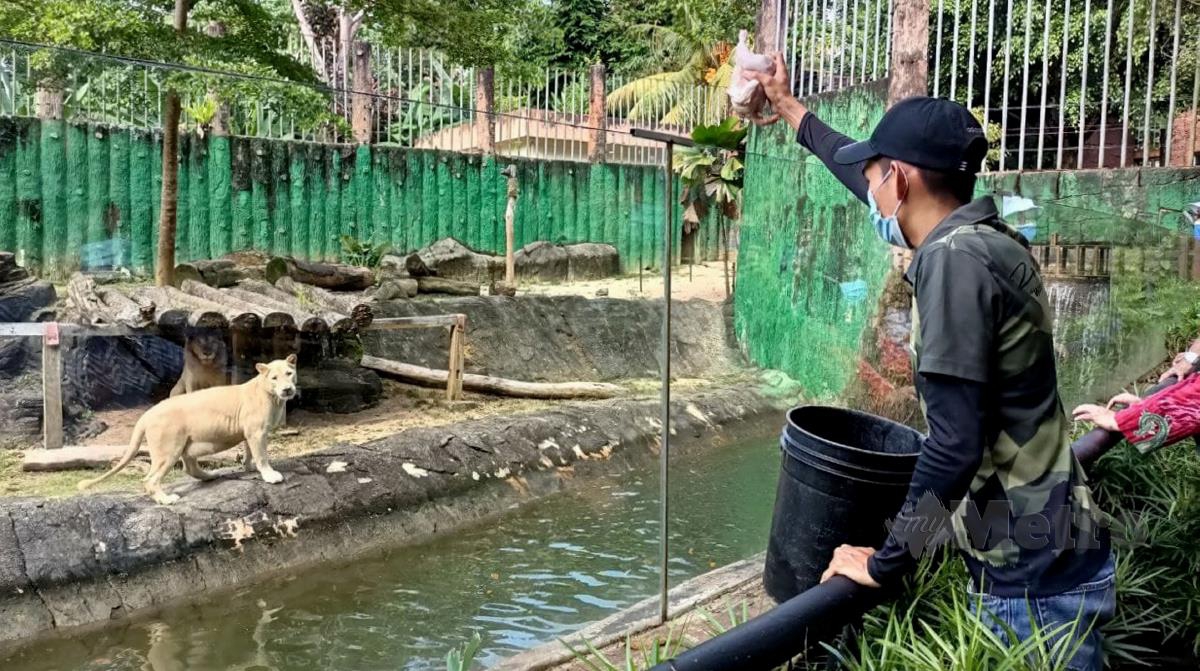 Kakitangan Zoo memberi makan kepada singa di ruang pameran Zoo Melaka. FOTO NAZRI ABU BAKAR