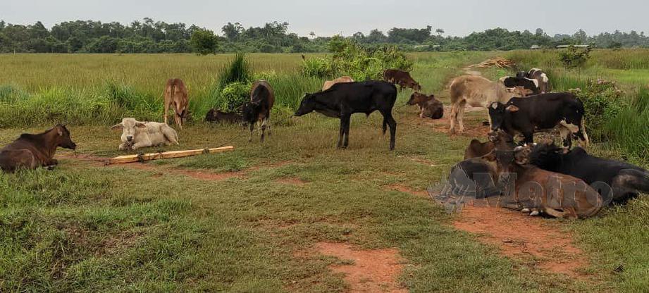 Sebanyak 21 ekor lembu dipercayai diseludup masuk dari Thailand dengan menyeberangi Sungai Golok dirampas di Kampung Simpangan, di sini, pagi tadi. FOTO IHSAN PGA