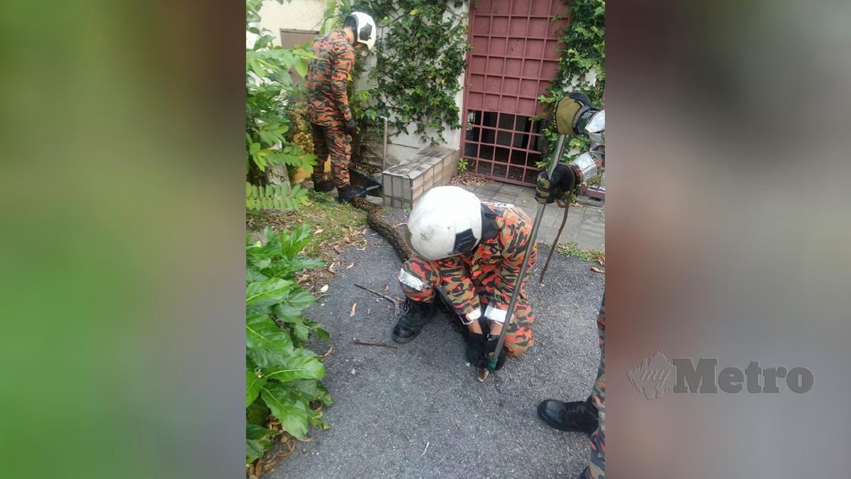 Anggota bomba berjaya menangkap seekor ular sawa sepanjang 2.4 meter di dalam longkang hadapan sebuah rumah di SS12, Subang Jaya, hari ini. FOTO Ihsan Bomba