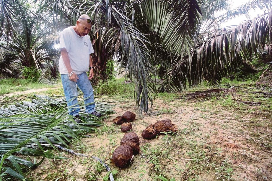  Mohd Yusof melihat najis  gajah di dalam kebun kelapa sawit miliknya.  