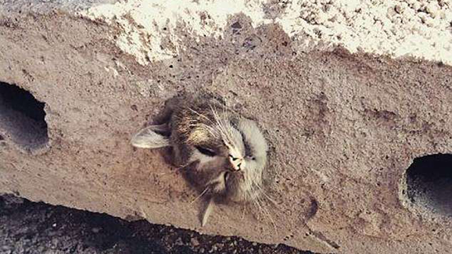 Kucing terperangkap dalam konkrit diselamatkan oleh bomba. FOTO Cen Spas via Daily Mail