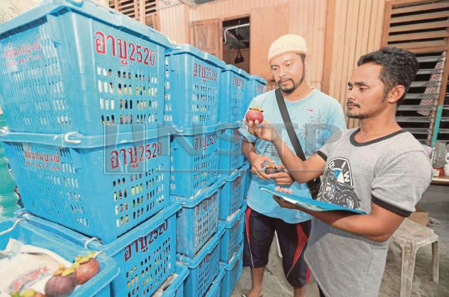  AHMAD  melihat buah manggis yang bakal dihantar ke Thailand.