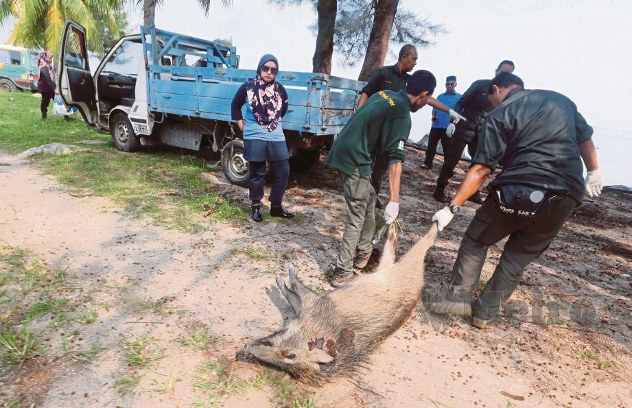 ANGGOTA Perhilitan membawa umpan dalam menjalankan Operasi Kawalan Basmi Babi Hutan Konflik di Pulau Besar.