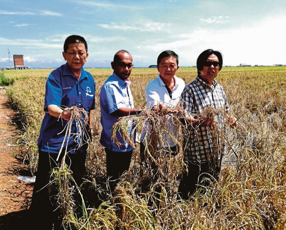AHLI Parlimen Sungai Besar,  Budiman Mohd Zohdi (kanan) dan Elyas  (dua dari  kiri) bersama pesawah menunjukkan pokok padi rosak akibat penularan BLB di Sekinchan.