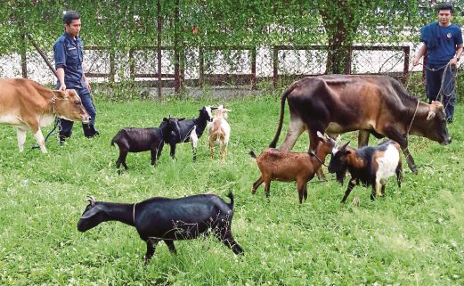 DUA lembu dan enam kambing yang dirampas    APMM Kudat dalam Operasi Khas di perairan Balambangan, semalam.