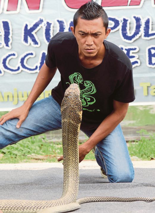 MOHD Rizal menunjukkan cara dia bermain dengan ular tedung.
