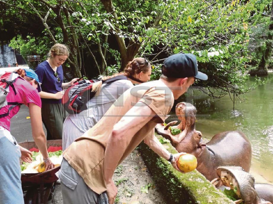PELANCONG memberi makanan kepada badak air  di Zoo Taiping.