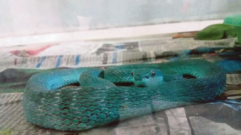 SEEKOR ular tedung  ditemui dalam kotak yang cuba dipos penyeludup ke Hong Kong. - Agensi