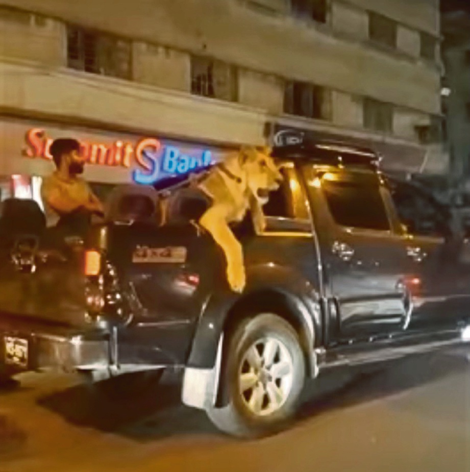 VIDEO seekor singa di belakang kenderaan pacuan empat roda 