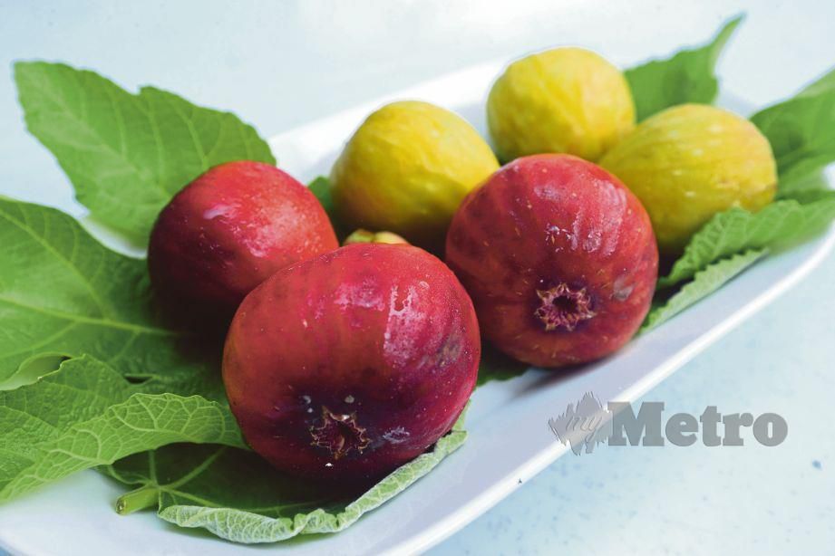 ANTARA buah tin jenis merah dan kuning yang ditanam Marzuki.