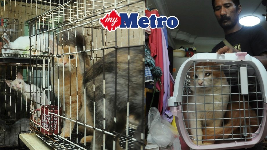 Operasi rampasan kucing yang dilancarkan oleh Persatuan Sahabat Kucing Jalanan bersama anggota Polis mengambil kucing hampir 20 ekor daripada pemilik bagi tujuan rawatan. FOTO Halim Salleh