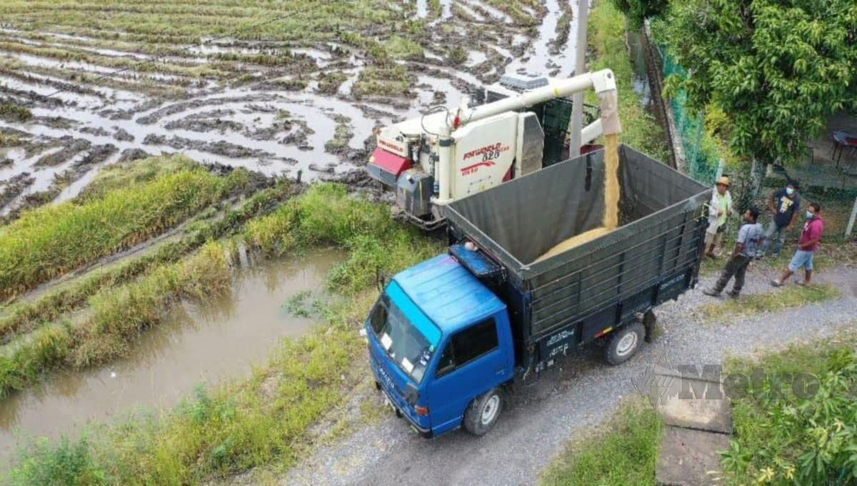 Hasil tuaian padi di SMART SBB BERNAS di Sungai Batu Pahat.