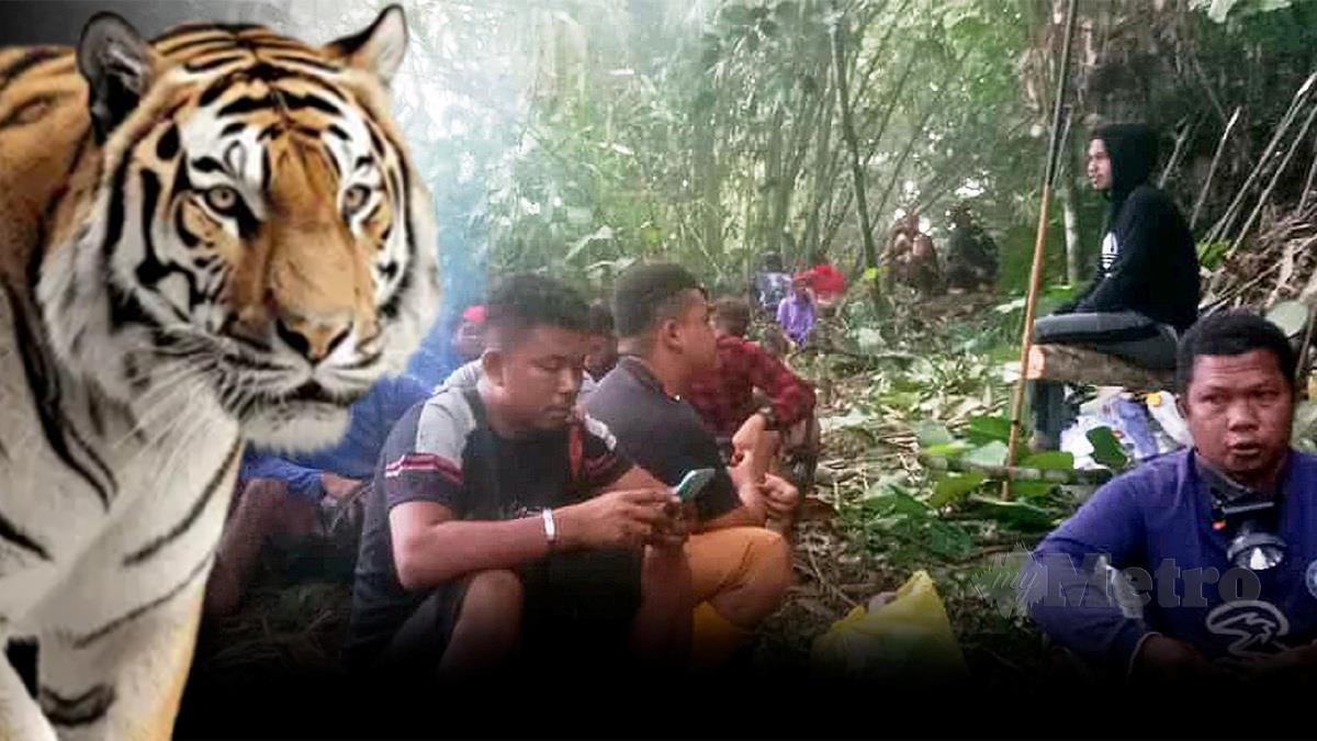 SEBAHAGIAN penduduk berkawal berhampiran mayat mangsa serangan harimau di Pos Pasik, Gua Musang