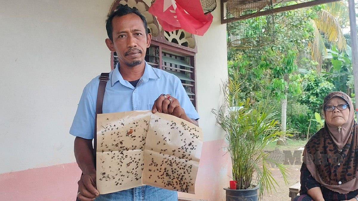 Penduduk Kampung Batu 8, Azhar Ali, 48, menunjukkan kertas pelekat lalat yang digunakan akibat 'serangan' lalat di kampung mereka sejak 10 tahun lalu. FOTO Noorazura Abdul Rahman