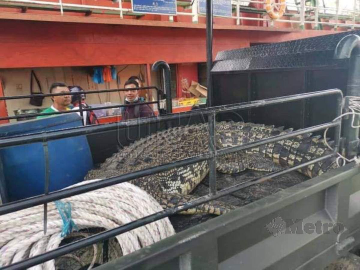 Buaya sepanjang 4.57 meter yang diletakkan pada bahagian belakang sebuah lori sejurus berjaya ditangkap di Sungai Batang Lassa Daro, hari ini. FOTO ERIKA GEORGE