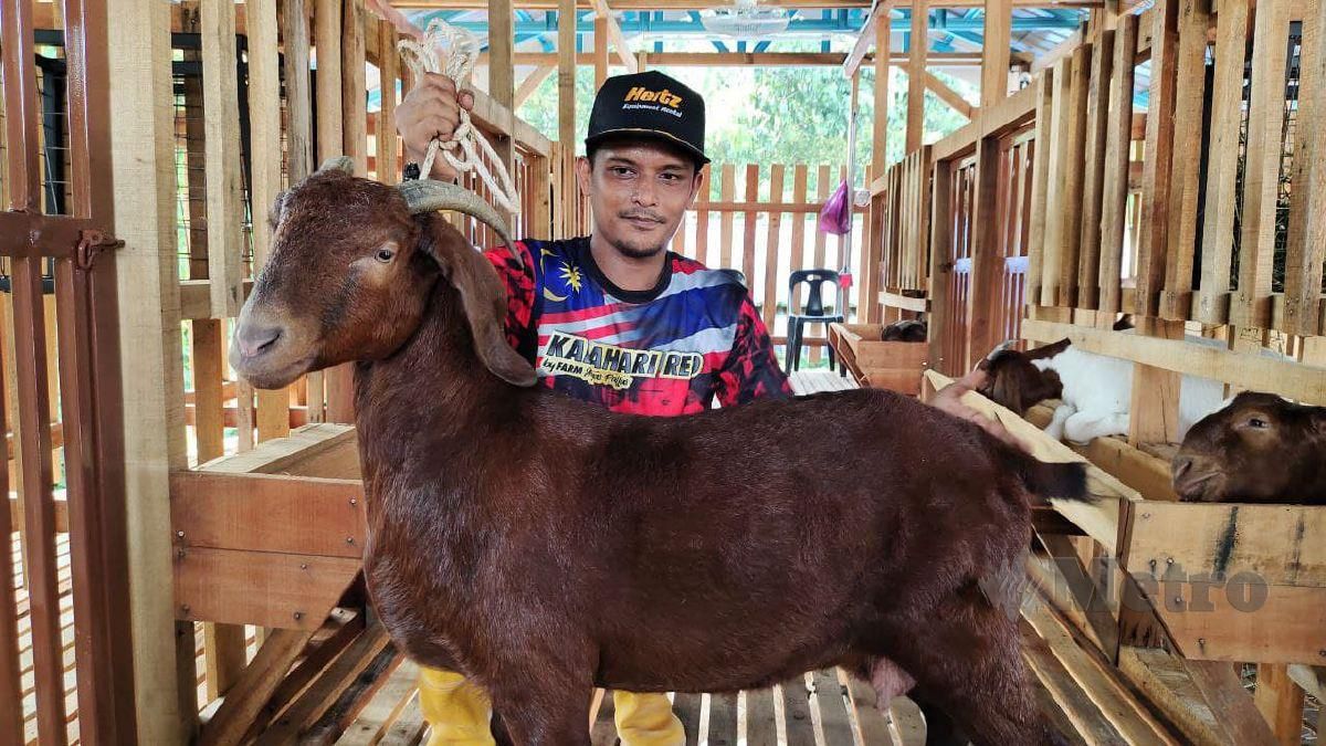 Mohd Azuan Harun, 36, menunjukkan salah seekor kambing baka Red Boer Amerika yang dibelinya sebulan lalu untuk dibiakkan agar dapat menjadi pengusaha perintis kambing spesies berkenaan di Malaysia. FOTO SYAHERAH MUSTAFA