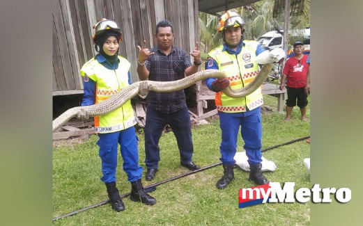 ANGGOTA JPAM menunjukkan ular tedung selar yang ditangkap. FOTO Abnor Hamizam Abd Manap