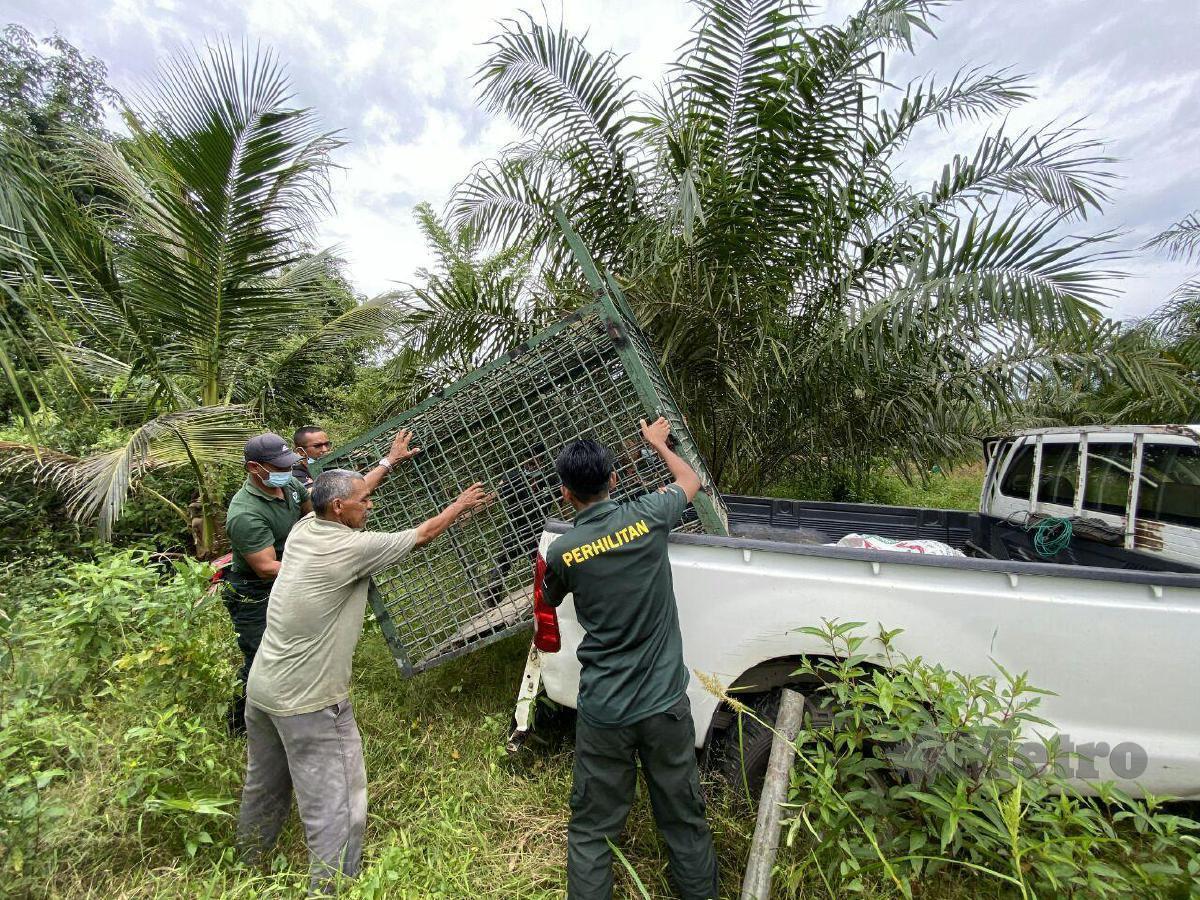  Kakitangan Jabatan Perlindungan Hidupan Liar dan Taman Negara (PERHILITAN) Kuala Terengganu sedang memasang perangkap untuk menangkap beruang matahari yang berkeliaran di kawasan kebun penduduk di Kampung Pengkalan Berangan. FOTO IHSAN PEMBACA