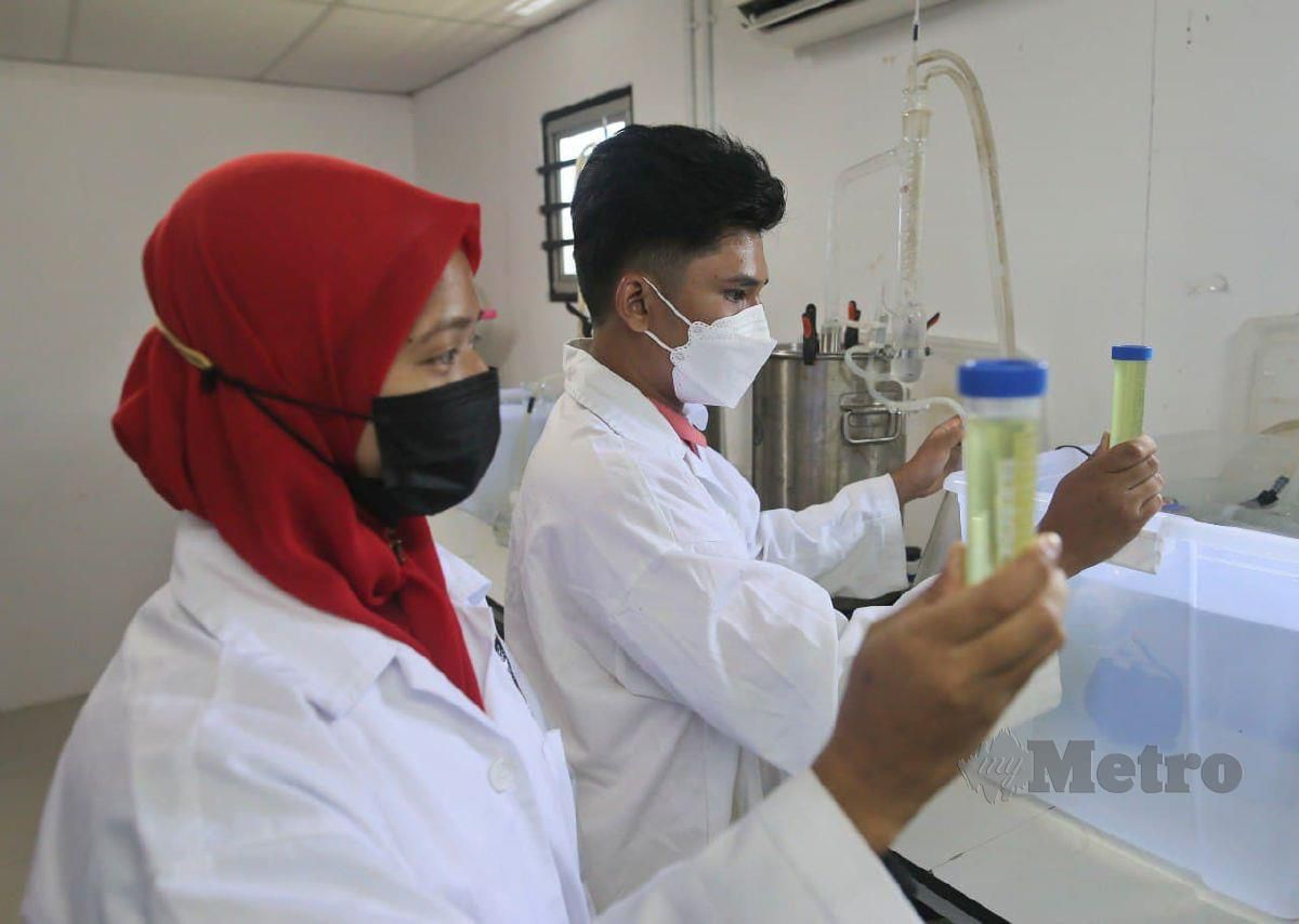 Ahli Kelab Belia  Kampung Padang Jejawi melakukan proses Pengekstrakan minyak daun pokok gelam ketika ditemui di Institut Penyelidikan Alam Sekitar Pantai Timur (ESERI). FOTO GHAZALI KORI